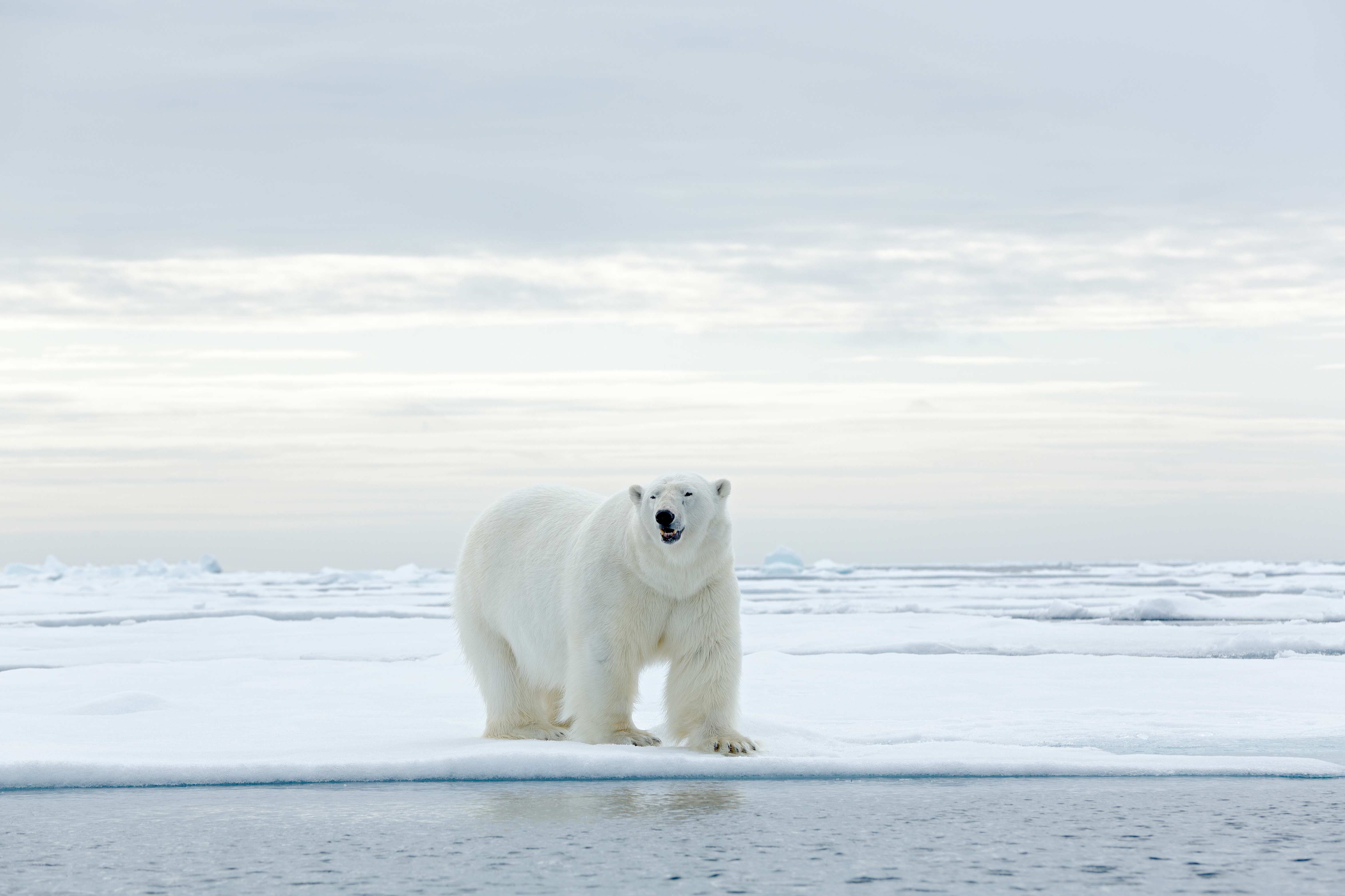 Big game hunting packages — Ameri-Cana Expeditions Inc. – Ameri-Cana Expeditions Inc.