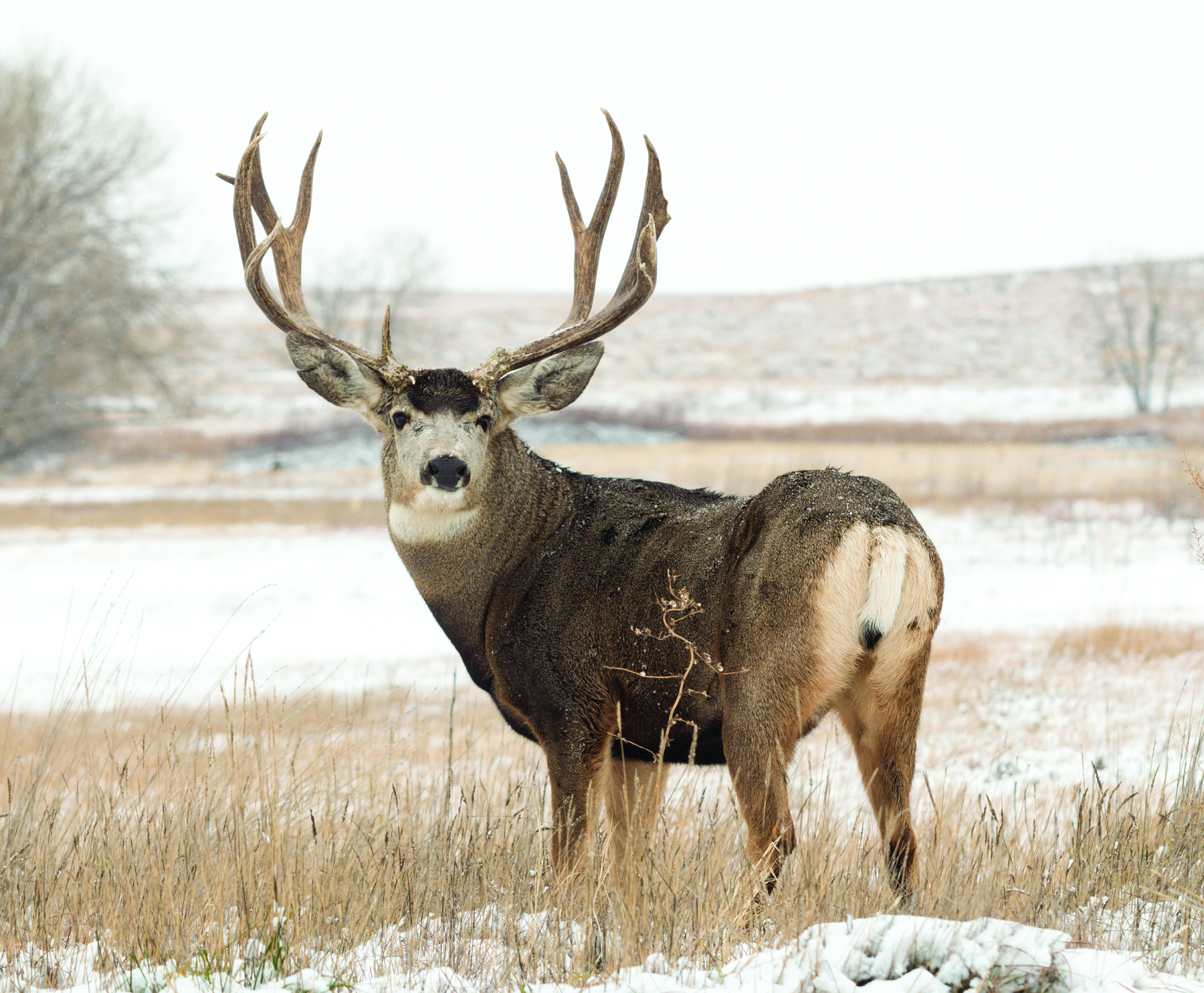 Big game hunting packages — Ameri-Cana Expeditions Inc. – Ameri-Cana Expeditions Inc.
