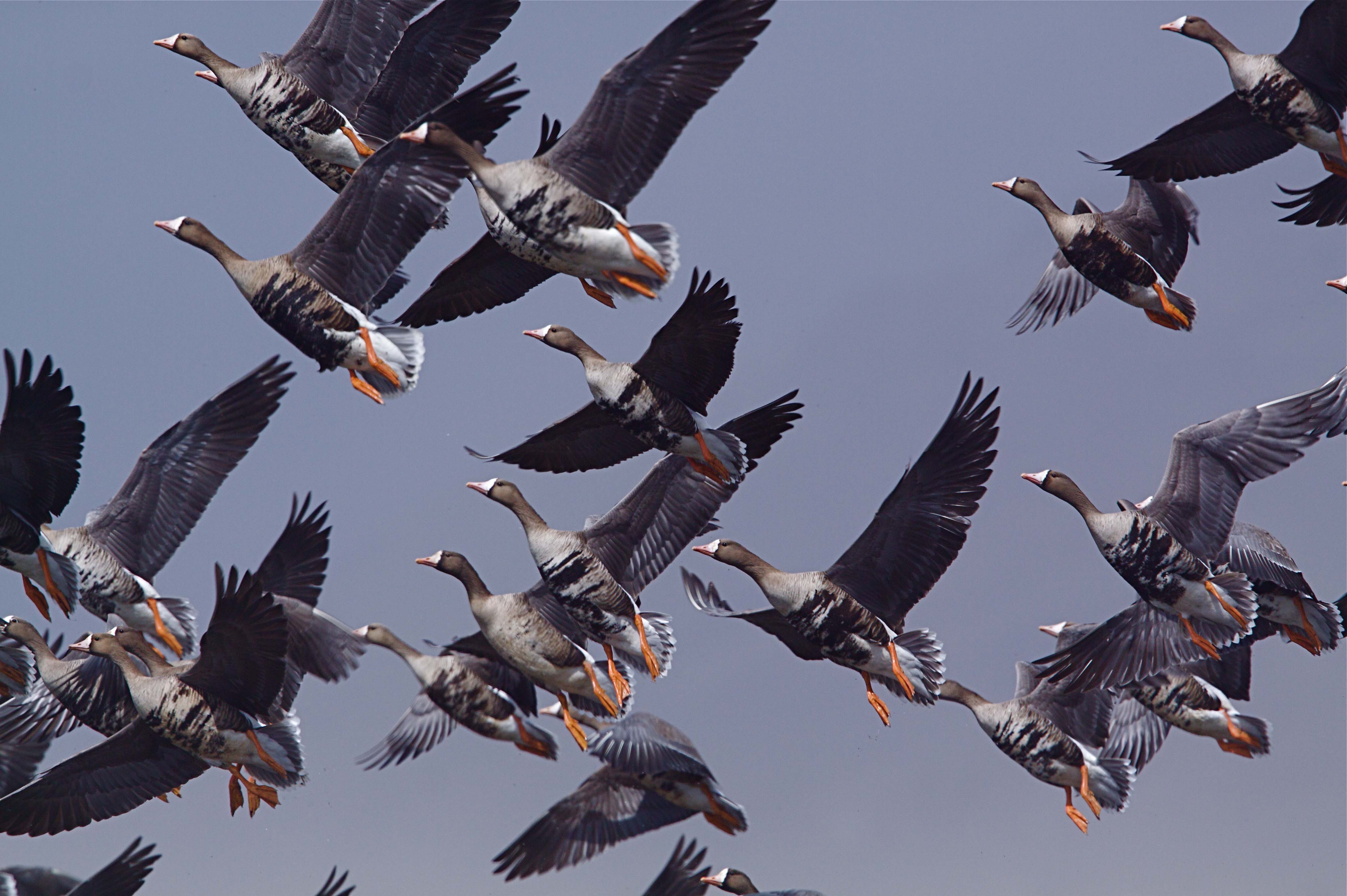 Alberta Waterfowl Hunt — Ameri-Cana Expeditions Inc. – Ameri-Cana Expeditions Inc.