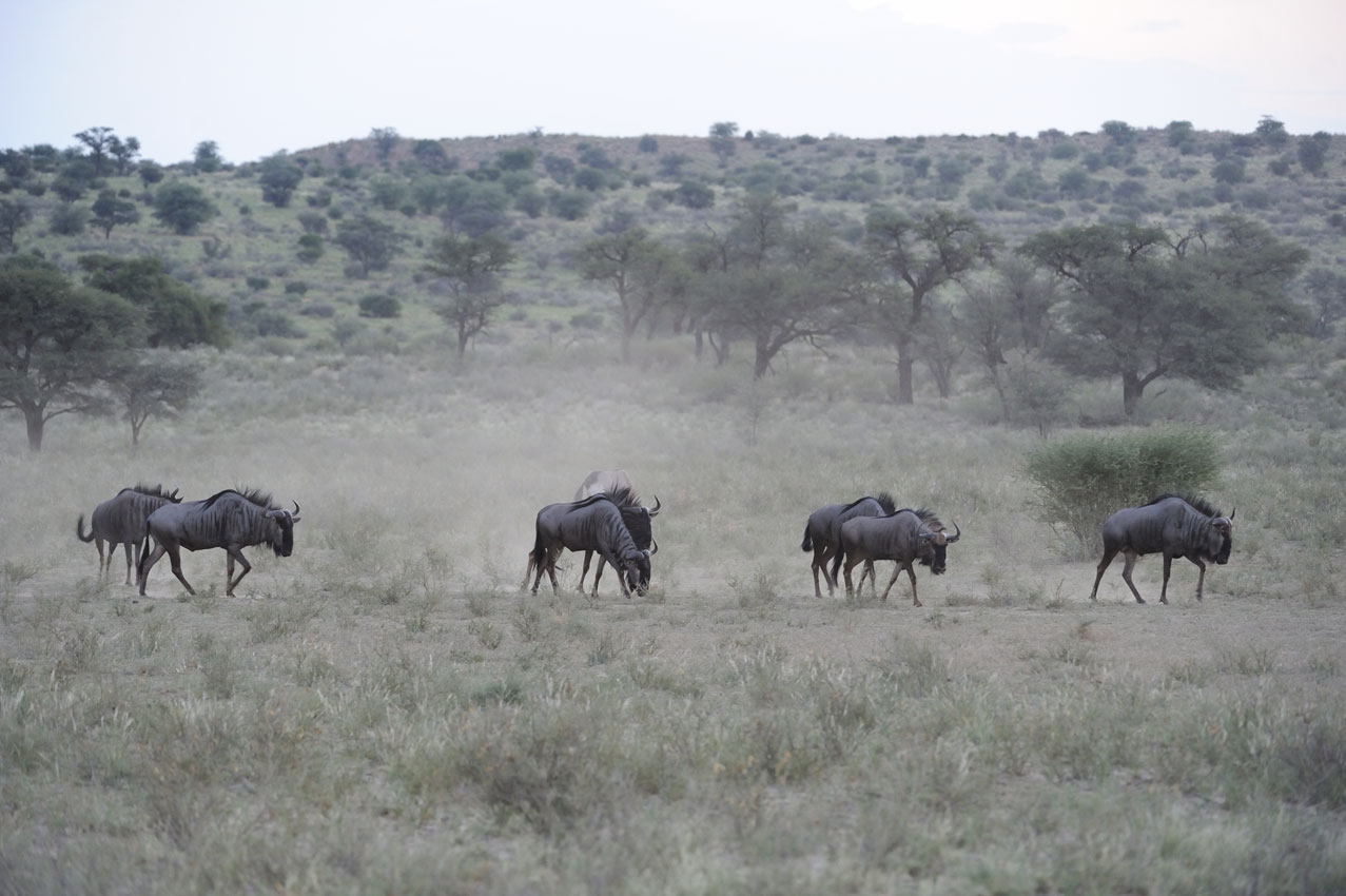 Big game hunting packages — Ameri-Cana Expeditions Inc. – Ameri-Cana Expeditions Inc.